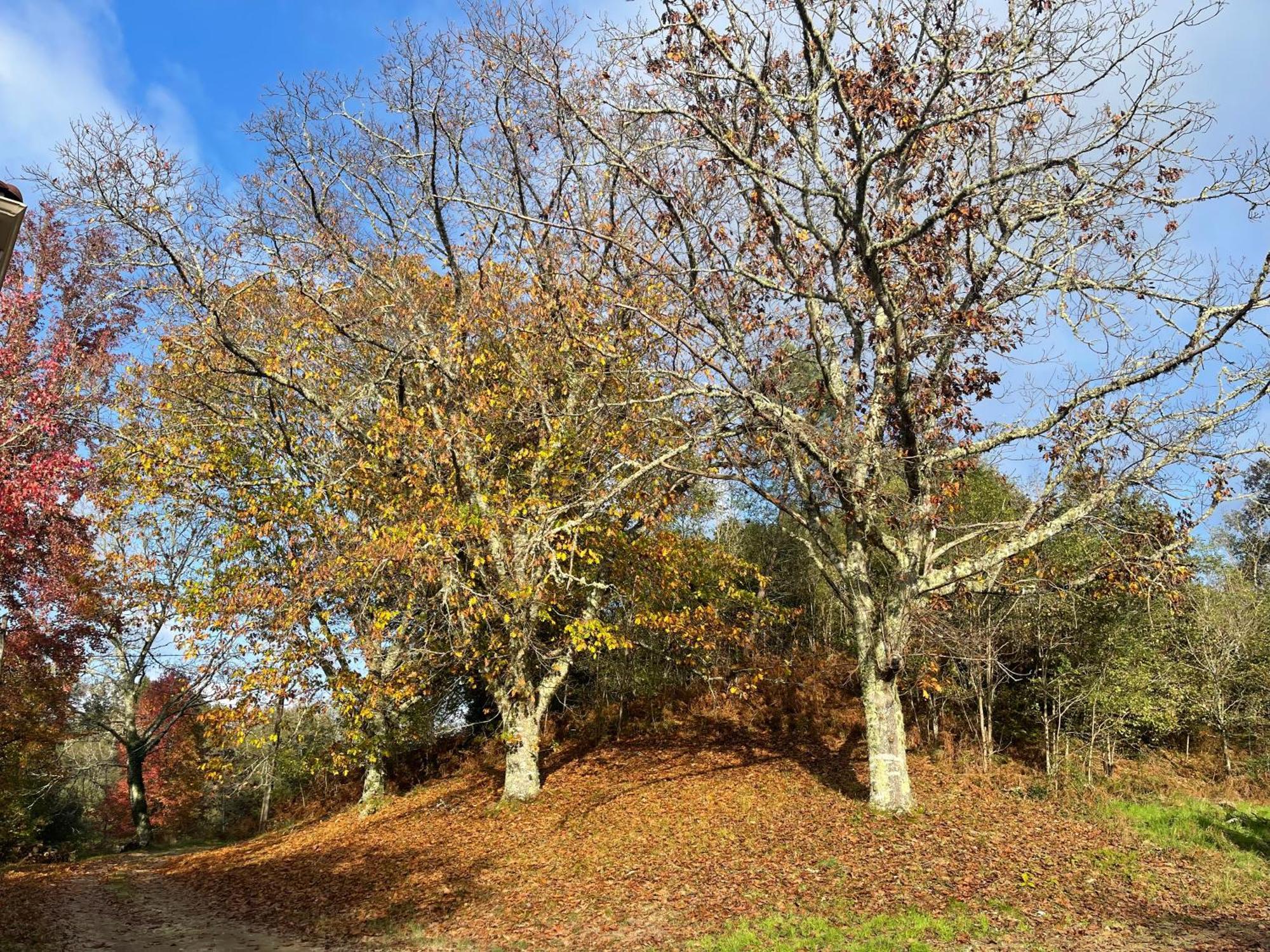 Le Domaine Du Martinet * Salles (Gironde)